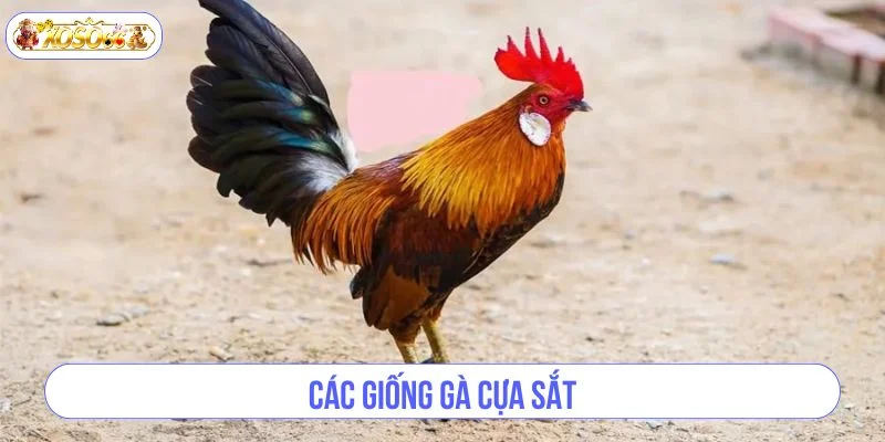 Mỗi giống gà đá lại có những ưu điểm khác nhau khi vào sới.