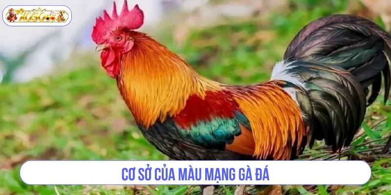 Cách xem màu mạng chiến kê luôn có cơ sở nhất định.