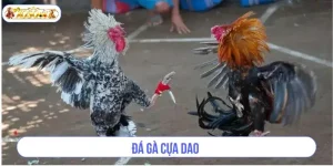 Đá Gà Cựa Dao: Cược Đá Gà Với Kèo Chơi Sát Phạt Cực Đậm
