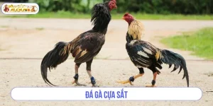 Đá Gà Cựa Sắt: Kiến Thức Kèo Cá Độ Gà Chọi Đá Tại XOSO66