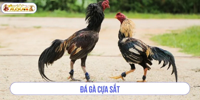 Đá Gà Cựa Sắt: Kiến Thức Kèo Cá Độ Gà Chọi Đá Tại XOSO66