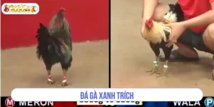 Đá Gà Xanh Trích XOSO66: Trường Gà Mới Cực Đỉnh, Kèo Chơi Đậm