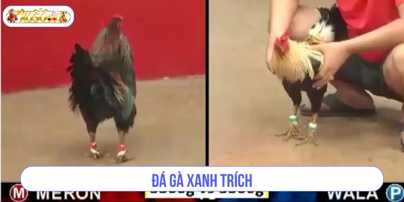Đá Gà Xanh Trích XOSO66: Trường Gà Mới Cực Đỉnh, Kèo Chơi Đậm