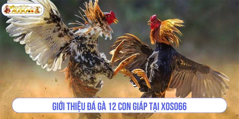 Thể thức đá gà 12 con giáp được sư kê yêu thích đặc biệt.