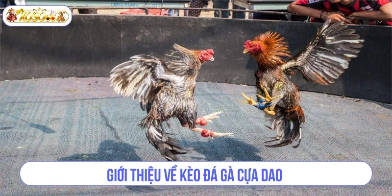 Đá gà cựa dao là bộ môn cược gà đá đặc biệt được yêu thích hiện nay.