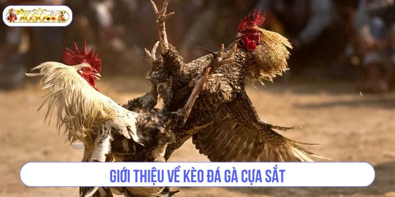 Sới đá gà cựa sắt tại nhà cái XOSO66 luôn tấp nập bet thủ. 