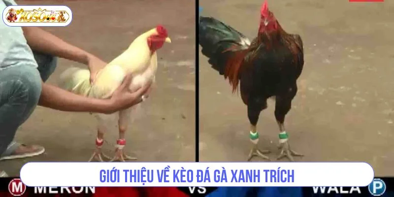 Kèo đá gà xanh trích được sư kê ngày càng yêu thích. 