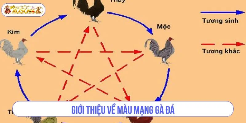 Xem màu mạng gà đá hôm nay là kỹ thuật quan trọng trong đá gà.