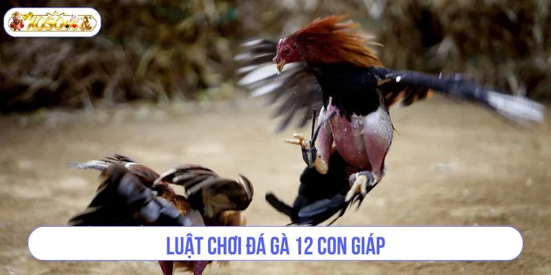 Luật chơi đá gà theo thể thức 12 con giáp rất đơn giản. 