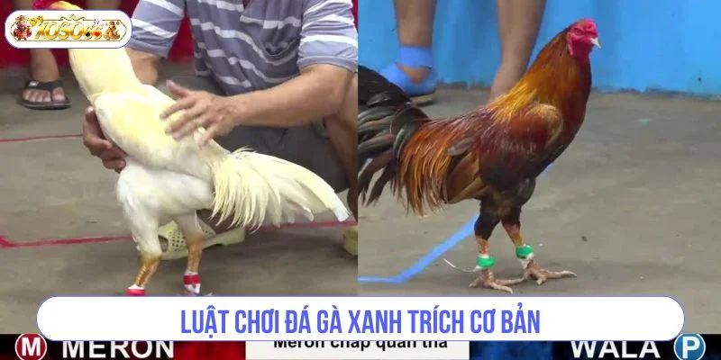 Lối cược đá gà chọi xanh trích rất dễ hiểu.