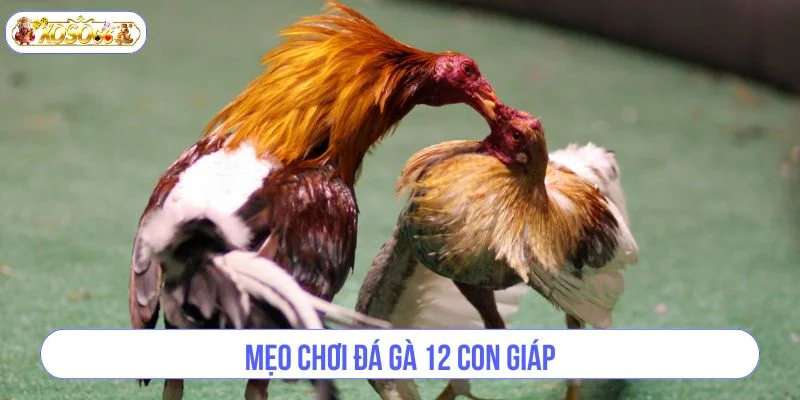 Cược đá gà với 12 con giáp cần có kinh nghiệm chơi khôn ngoan.