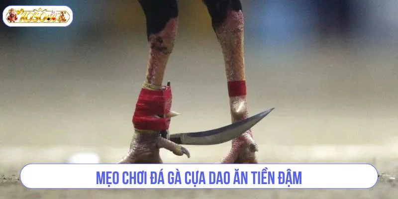 Cá cược đá gà đơn nếu có kinh nghiệm sẽ giúp tay chơi tăng tỷ lệ ăn đậm.
