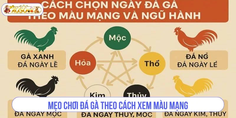 Hé lộ một vài kinh nghiệm soi kèo gà đá với màu mạng thông thái.