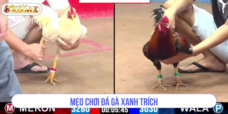 Kinh nghiệm chơi đá gà xanh trích sẽ giúp bạn thắng lớn.