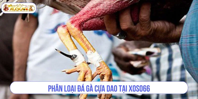 Có nhiều kèo chơi đá gà cựa dao dành cho người chơi tìm hiểu và cá cược.