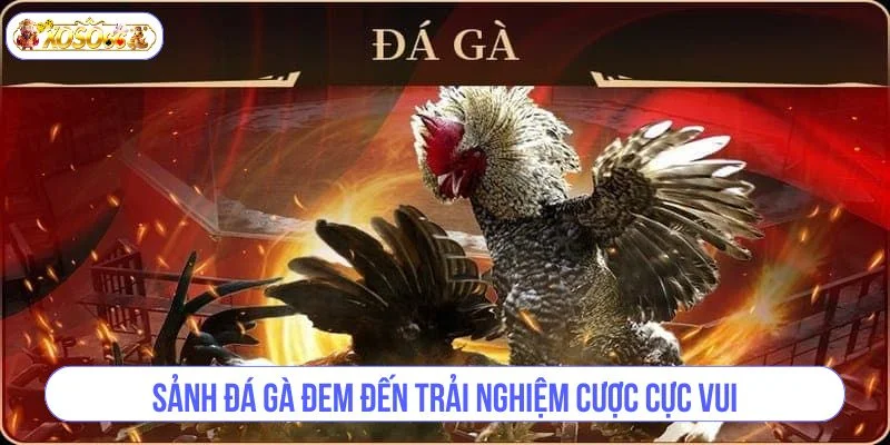 Đá gà tại nhà cái được tổ chức hấp dẫn với live trực tiếp.