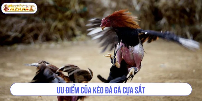 Cá cược đá gà tại XOSO66 mang đến cho bet thủ nhiều cơ hội cá kiếm bạc tỷ. 